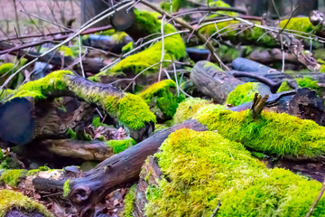 Wald Moos Nahaufnahme mit Baumstämmen, Ästen und weiterem Blattwerk im Hintergrund
