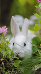 a small white rabbit hid in a thicket of flowers