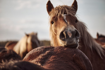 Portrait of a horse in a pasture at sunset. Cold-blooded brown horse