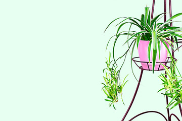 Home flower in pink pot on flower stand on soft green background isolated. Home decor. Copy space.