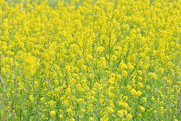 Canola flower
