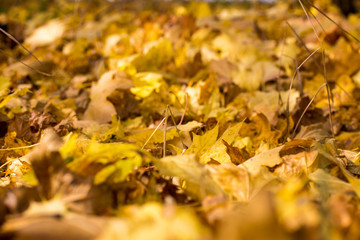 yellow maple leaves lying on the ground
