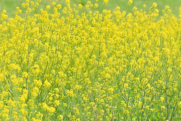 Canola flower