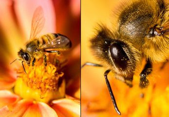 a bee sits on a flower and collects pollen