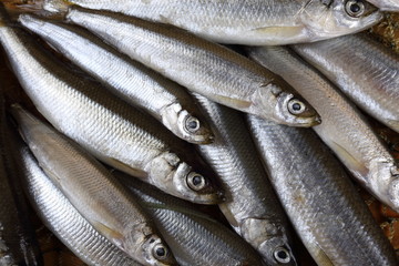 Smelt fishes on net. Pacific smelt fish variety