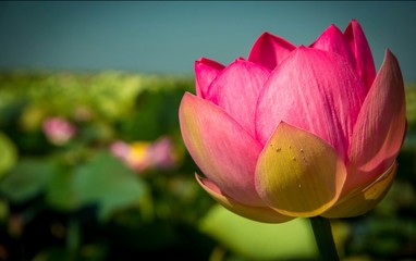 beautiful large scarlet Lotus flower
