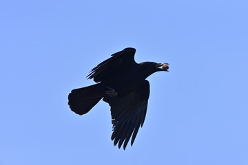 Crow to break a walnut