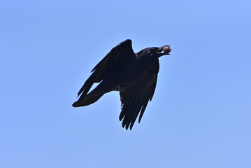 Crow to break a walnut