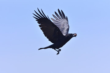 Crow to break a walnut