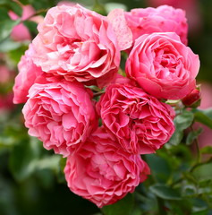 Inflorescence of pink roses on a green background