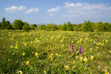 Spring with orchids and cowslips