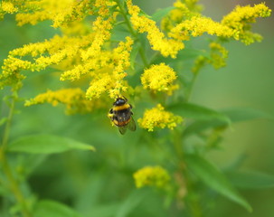 Wild bee on a yellow field flower