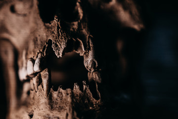 Skull of the human on a black background