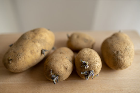 sprouted potatoes on wood table