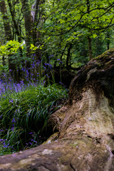 Fototapeta premium Blue bells grow in front of a moss covered fallen tree within a forest setting.