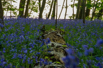 A close up photograph of a fallen tree surrounded by bluebells within an ancient woodland.