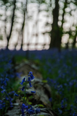 A close up photograph of a fallen tree surrounded by bluebells within an ancient woodland.