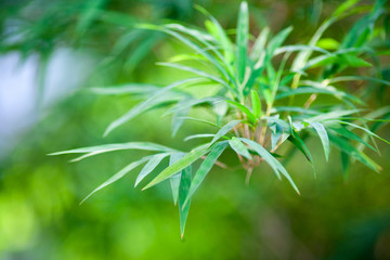 green bamboo leaf naturel  background