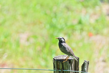 Grey Starling