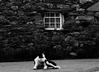 Black and White photograph of Sheep Dog lying in front of a farm building.
