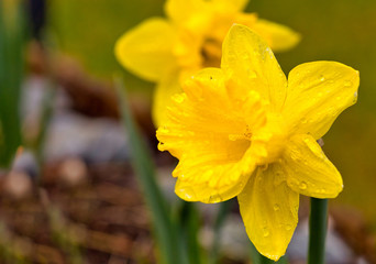 .Beautiful yellow daffodil flower ((Narcissus jonquilla)