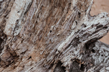 Driftwood/aged wood texture background. Piece of driftwood top view on the beach. Driftwood stick closeup, wood texture for aquarium.