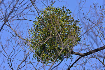 parasitic plant, Japan