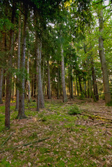 Autumn morning in the wilderness