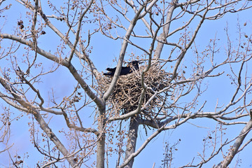 Nest of the crow