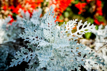 Senecio cineraria or dusty miller