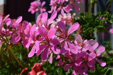 Group of vivid pink Pelargonium flowers (commonly known as geraniums, pelargoniums or storksbills) and fresh green leaves in a pot in a garden in a sunny spring day, multicolor natural texture
