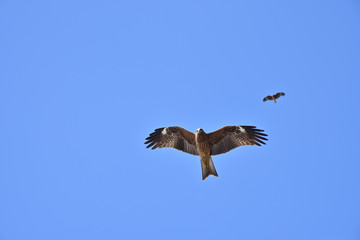 Black kite
