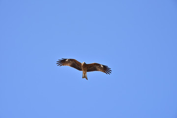 Black kite