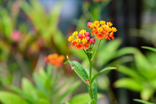 Vivid red and yellow flowers of shrub verbenas or lantanas plant, in a garden pot, in a sunny summer day beautiful outdoor floral background photographed with soft focus
