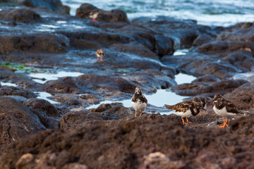 Grupo de Vuelvepiedras en la costa de Gran Canaria, España