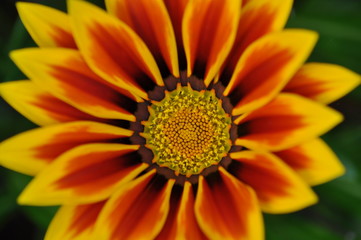 A close up of a Dhalia with stamens in focus and orange and yellow petals out of focus on a green background.