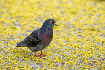 Pigeon (dove) - birds in spa parks