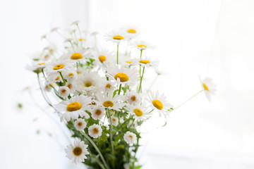 Field white chamomile in a bouquet.
