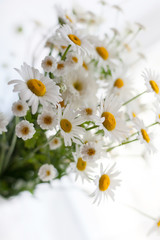  Bouquet of garden daisies