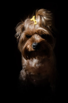  portrait of noble yorkshire terrier