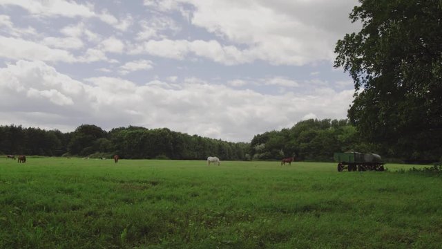 Meadow in Köln with horses and trees cloudy day - Cologne, Germany Establishing shot 4K + Audio