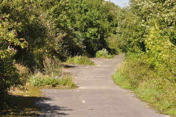 An abandoned overgrown road winds up a hill and out of sight.