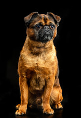 Obraz premium Brabancon, griffon, dog, Small dog, bird pit Brabancon, dog on a black background