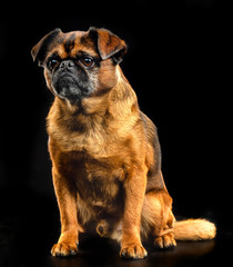 Obraz premium Brabancon, griffon, dog, Small dog, bird pit Brabancon, dog on a black background