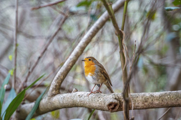 robin watching from a bush branch