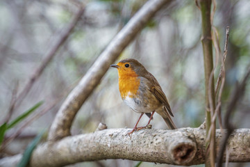 robin watching from a bush branch