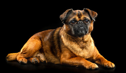 Brabancon, griffon, dog, Small dog, bird pit Brabancon, dog on a black background