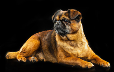 Brabancon, griffon, dog, Small dog, bird pit Brabancon, dog on a black background