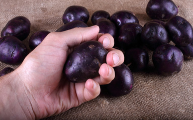 Potatoes on bagging