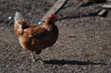 Isolated chicken on soil lit by sunlight with shadow on ground.